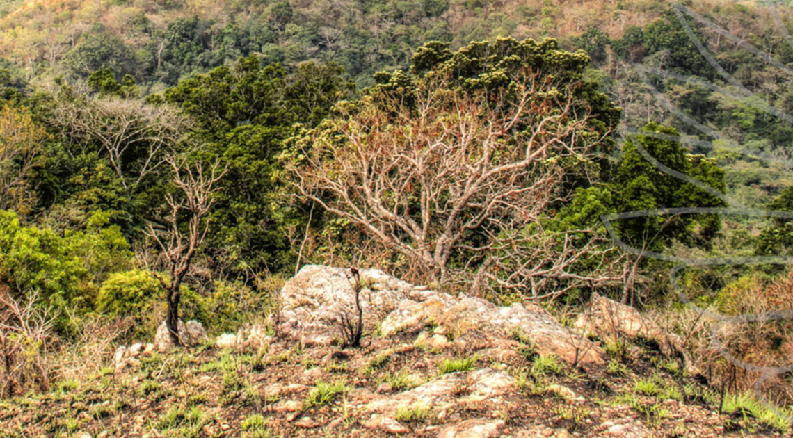 TCG Eburnea Gold Project