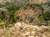 TCG Eburnea Gold Project