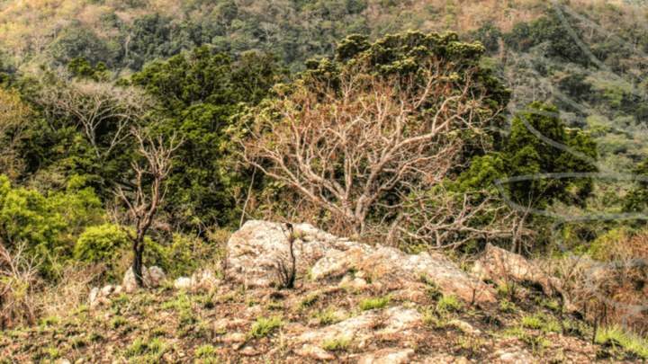 TCG Eburnea Gold Project
