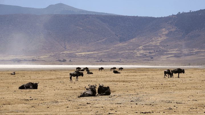 ADOBE Tanzania gold uranium copper