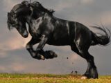AdobeStock Stallion Horse