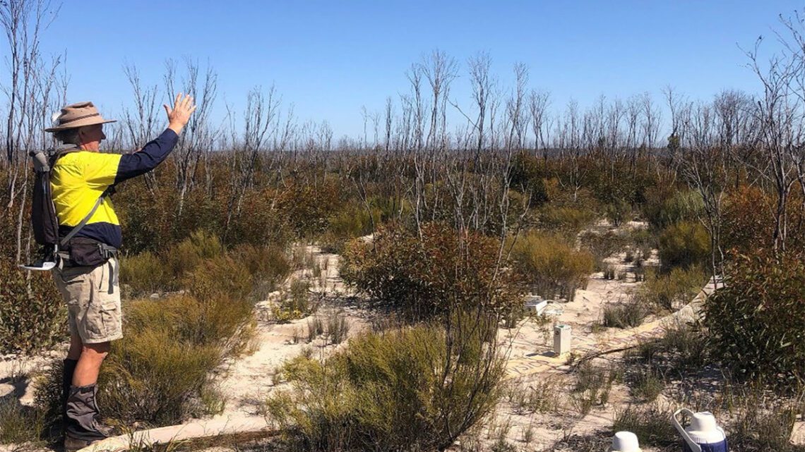 Cavalier (ASX:CVR) digs into fresh Forrestania LCT targets at Ella’s Rock Cavalier (ASX:CVR) digs into fresh Forrestania LCT targets at Ella’s Rock
